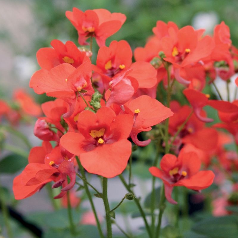 Diascia