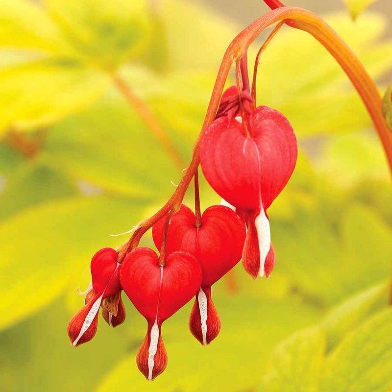 Dicentra