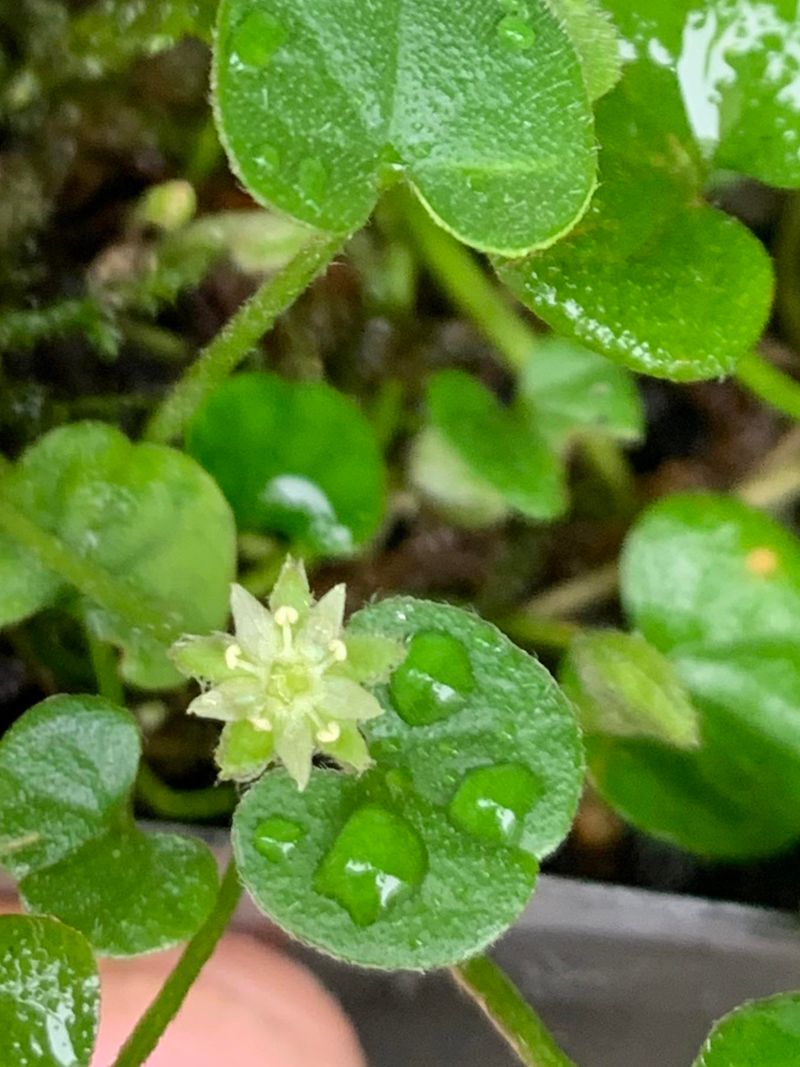 Dichondra Repens