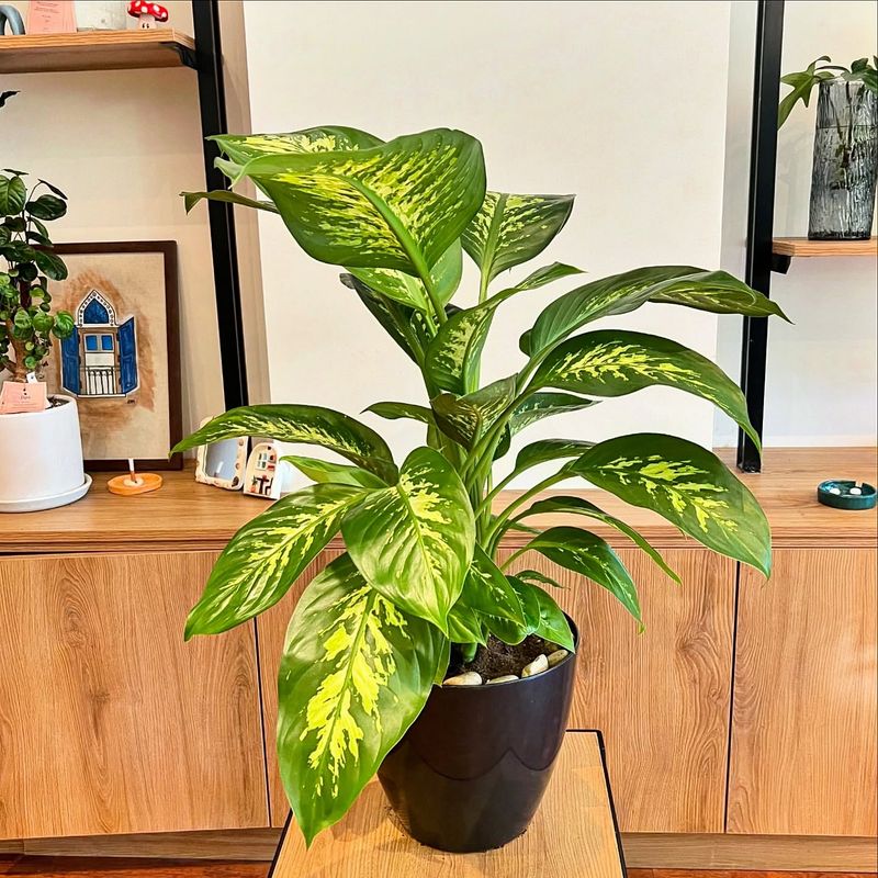 Dieffenbachia