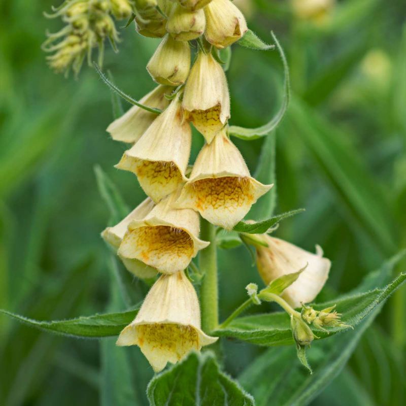 Digitalis grandiflora