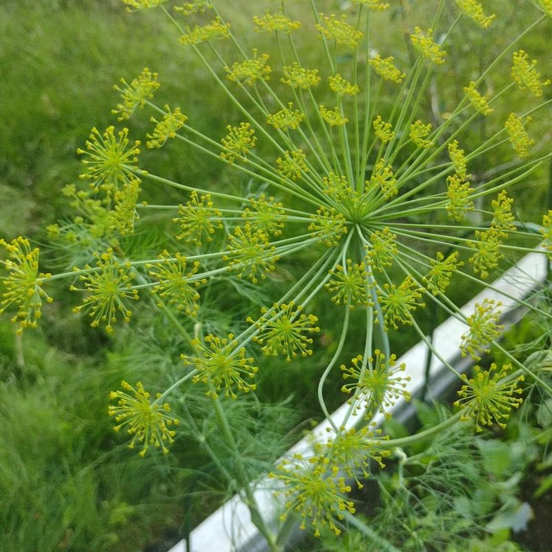 Dill