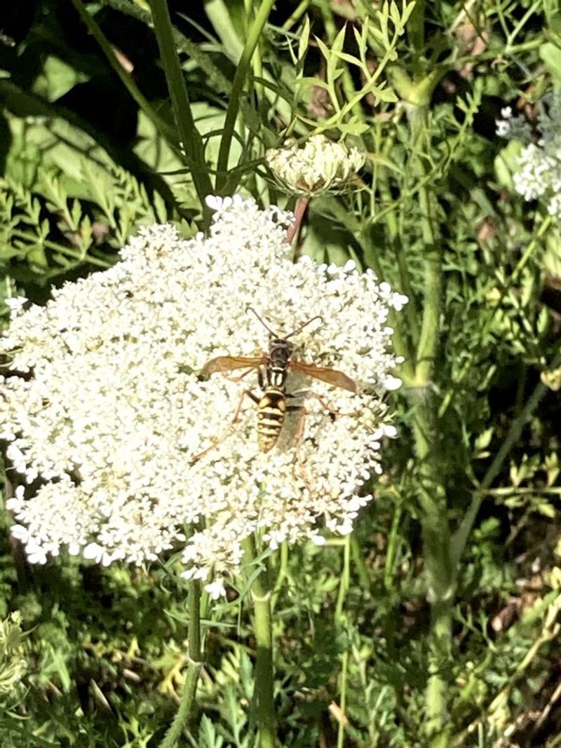 Queen Anne's Lace