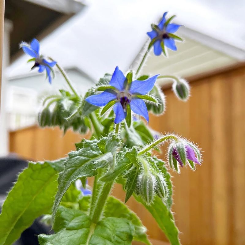 Borage