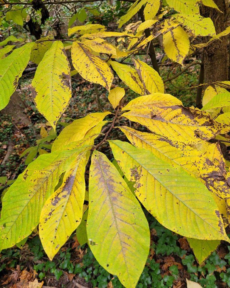 Discolored Leaves