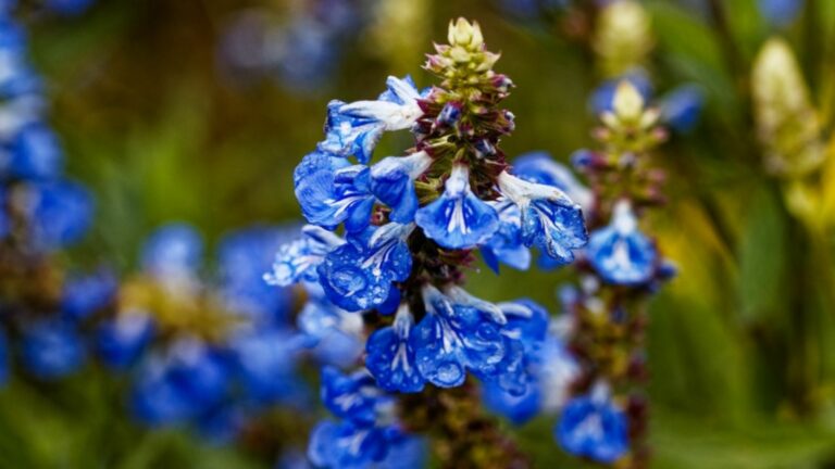 blue salvia flowers