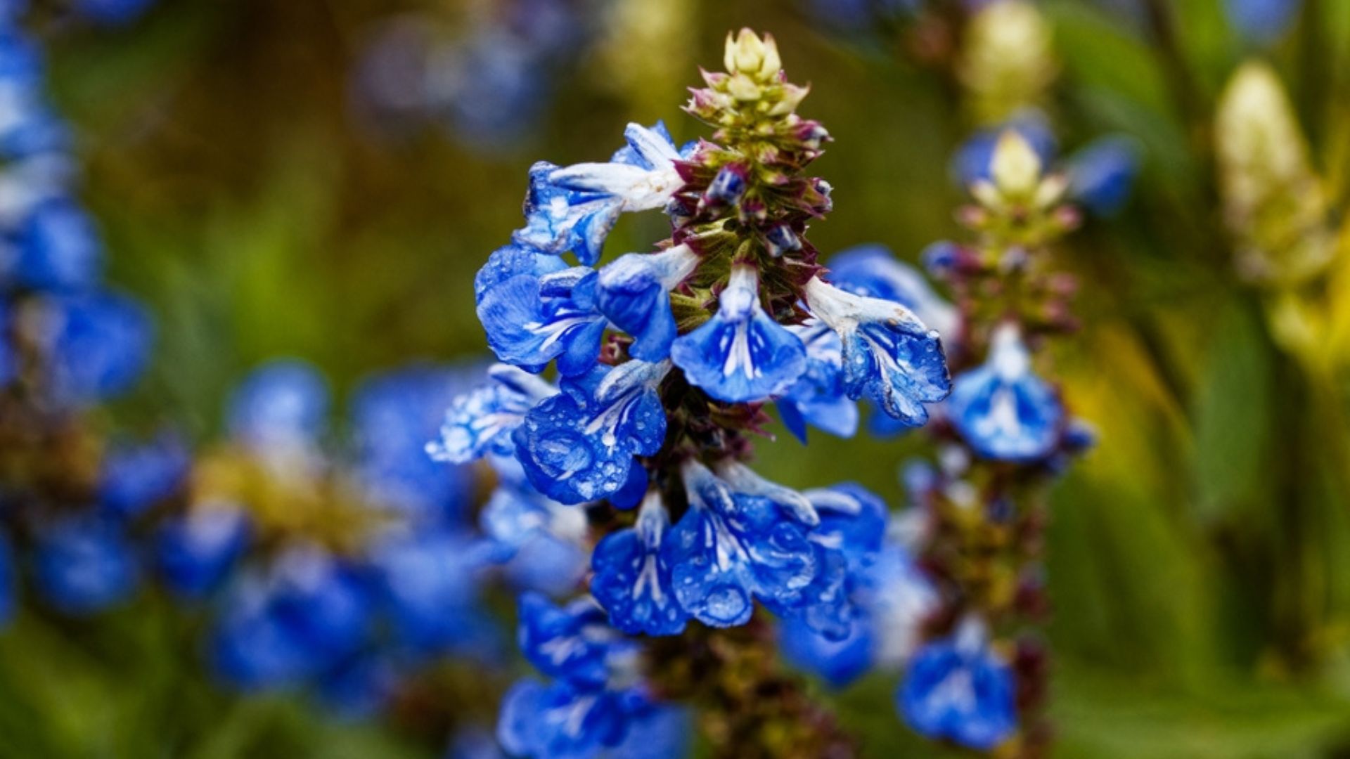 Discover The 35 Pale Blue Bloom That Hummingbirds Love