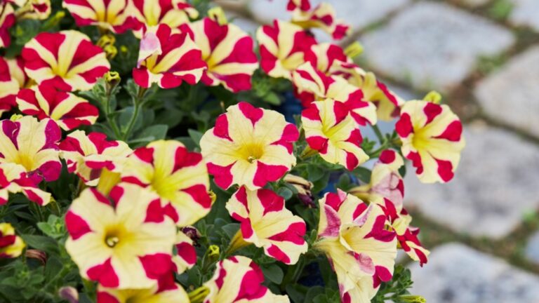 stunning petunia flowers