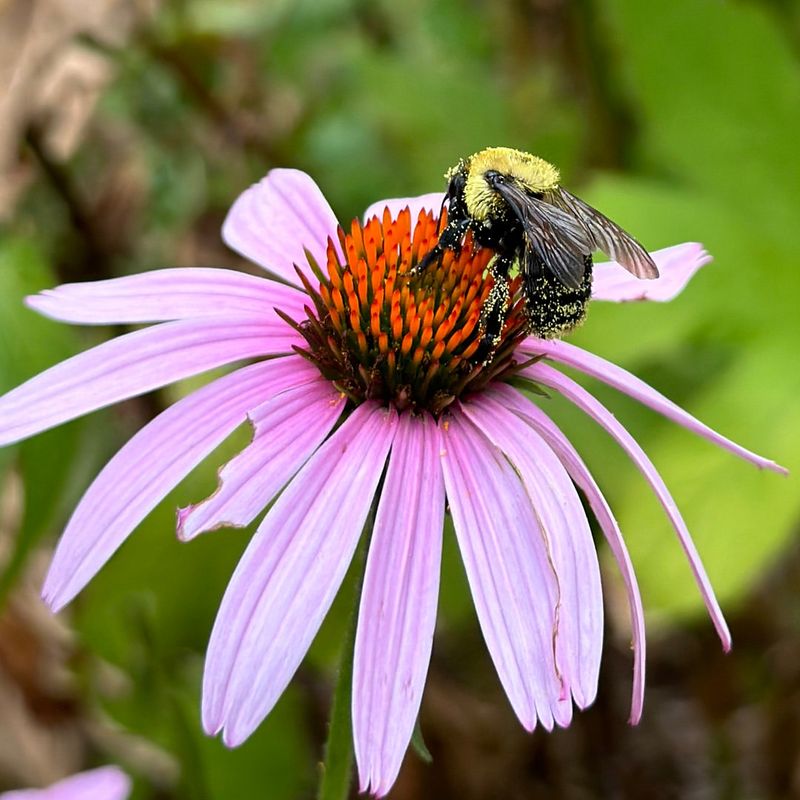 Natural Pollinators