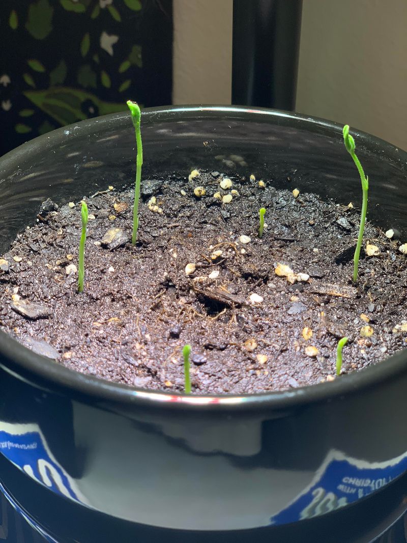 Failing to Rotate Seedlings