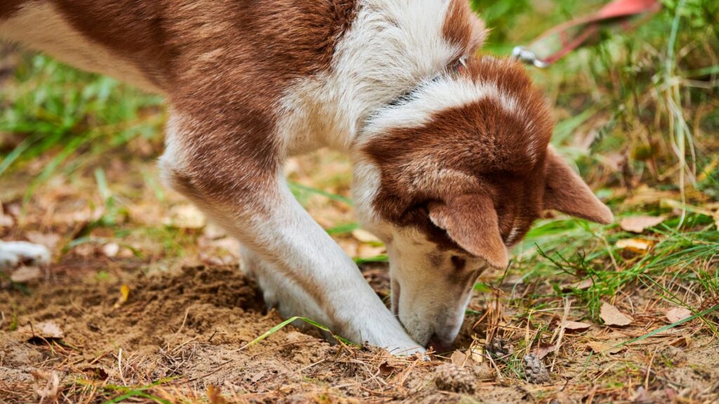 dogs digging at yard