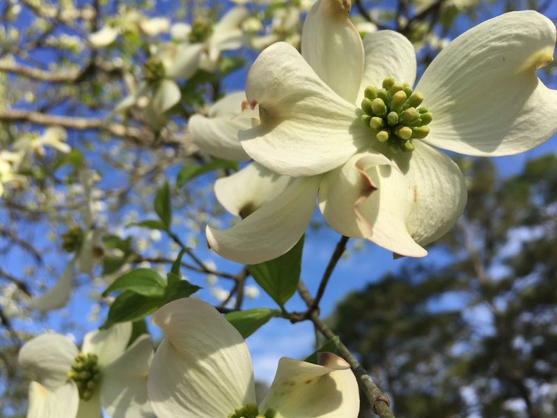 Dogwood