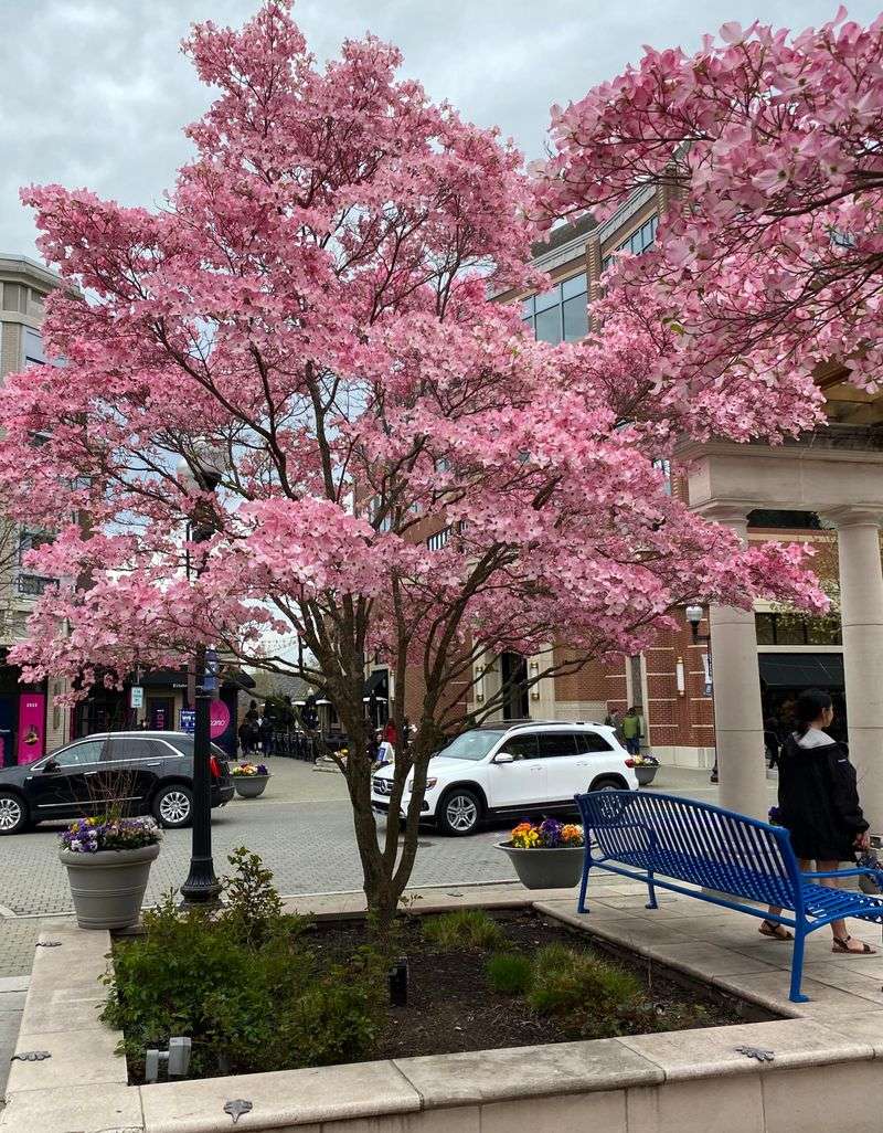 Dogwood Trees