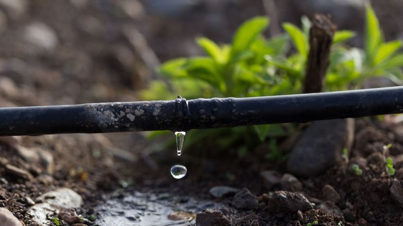 Don't Overwater, As Apricot Trees Are Drought-Tolerant