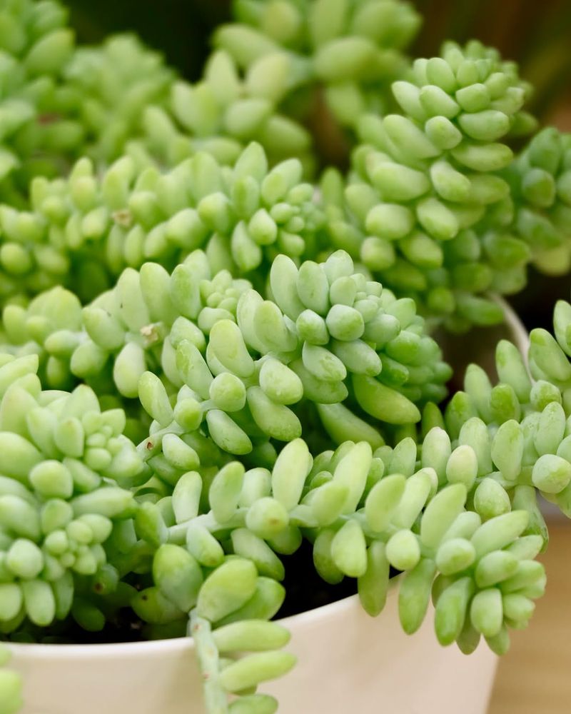 Donkey's Tail