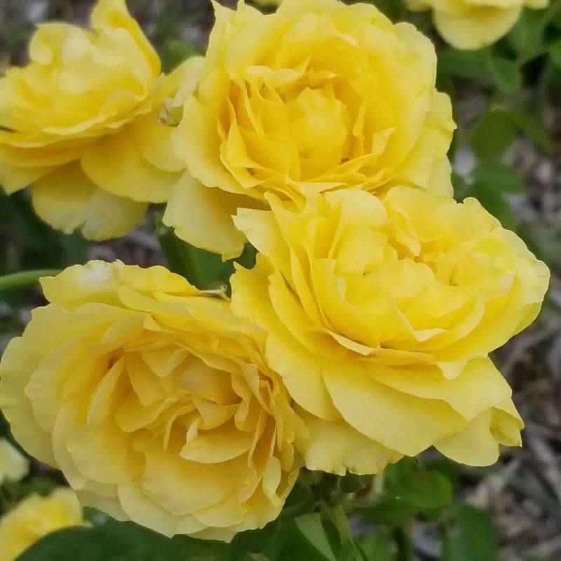 Doris Day Rose