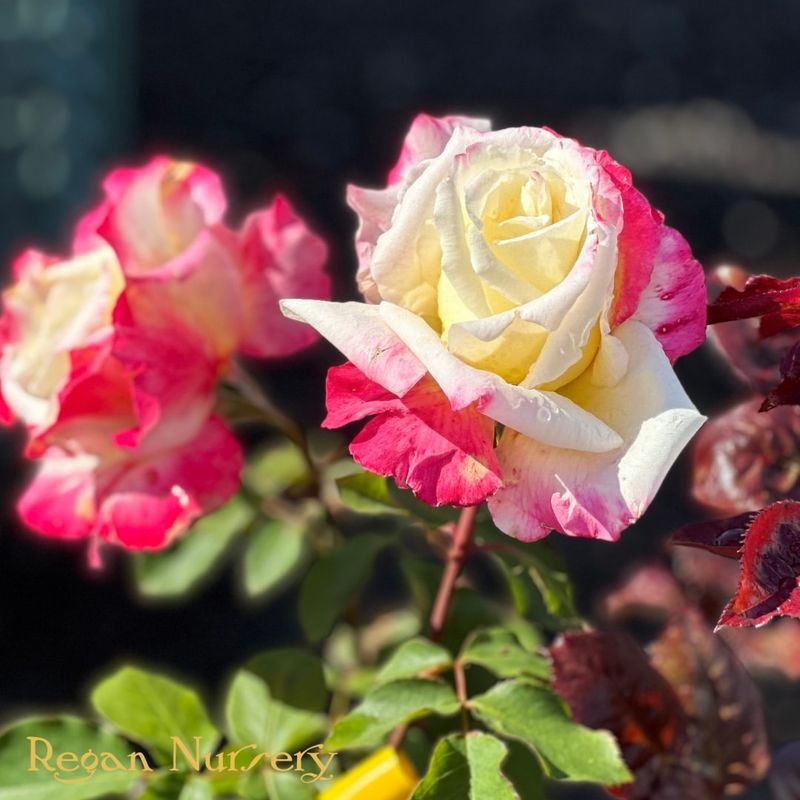 Double Delight Rose