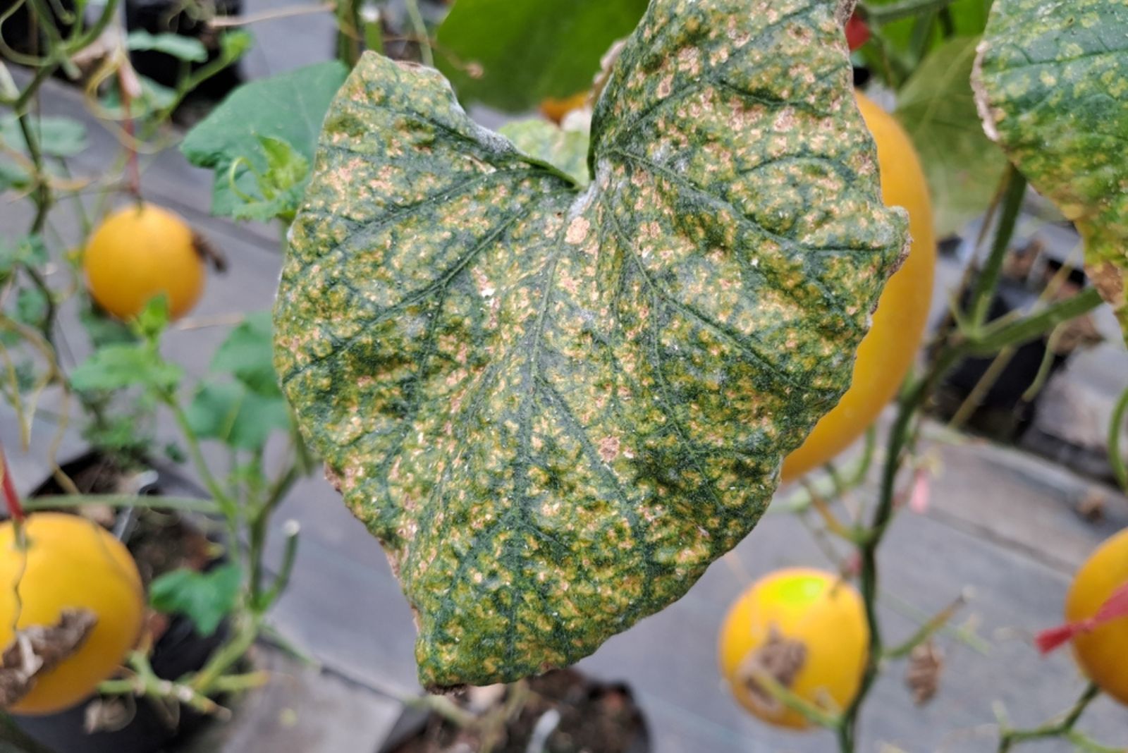 Downy mildew disease infection on melon leaf 