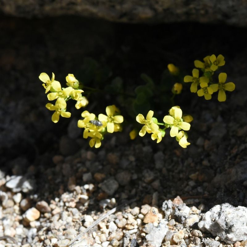 Draba