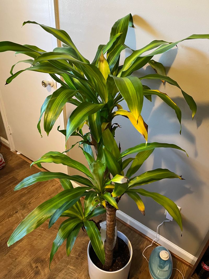 Dracaena