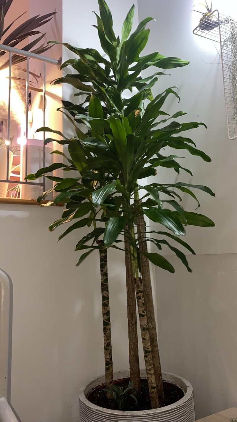 Dracaena