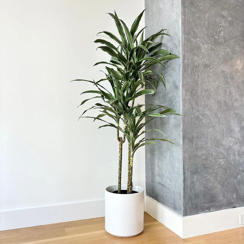 Dracaena