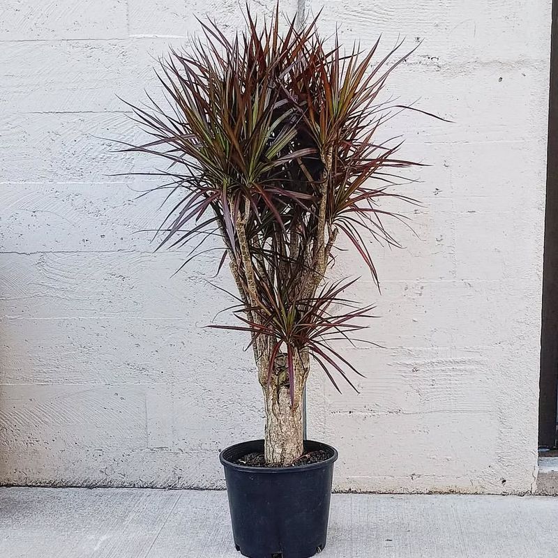 Dracaena Marginata