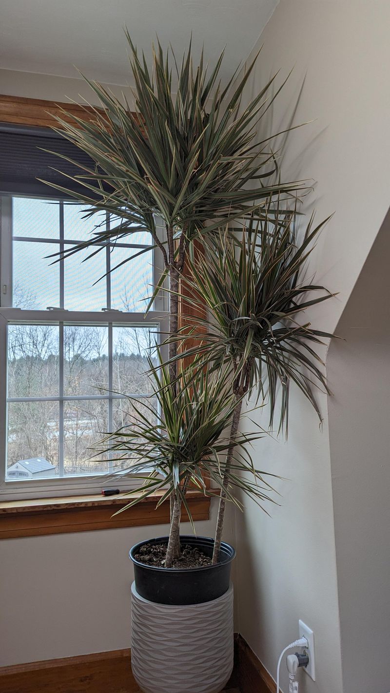 Dracaena Marginata