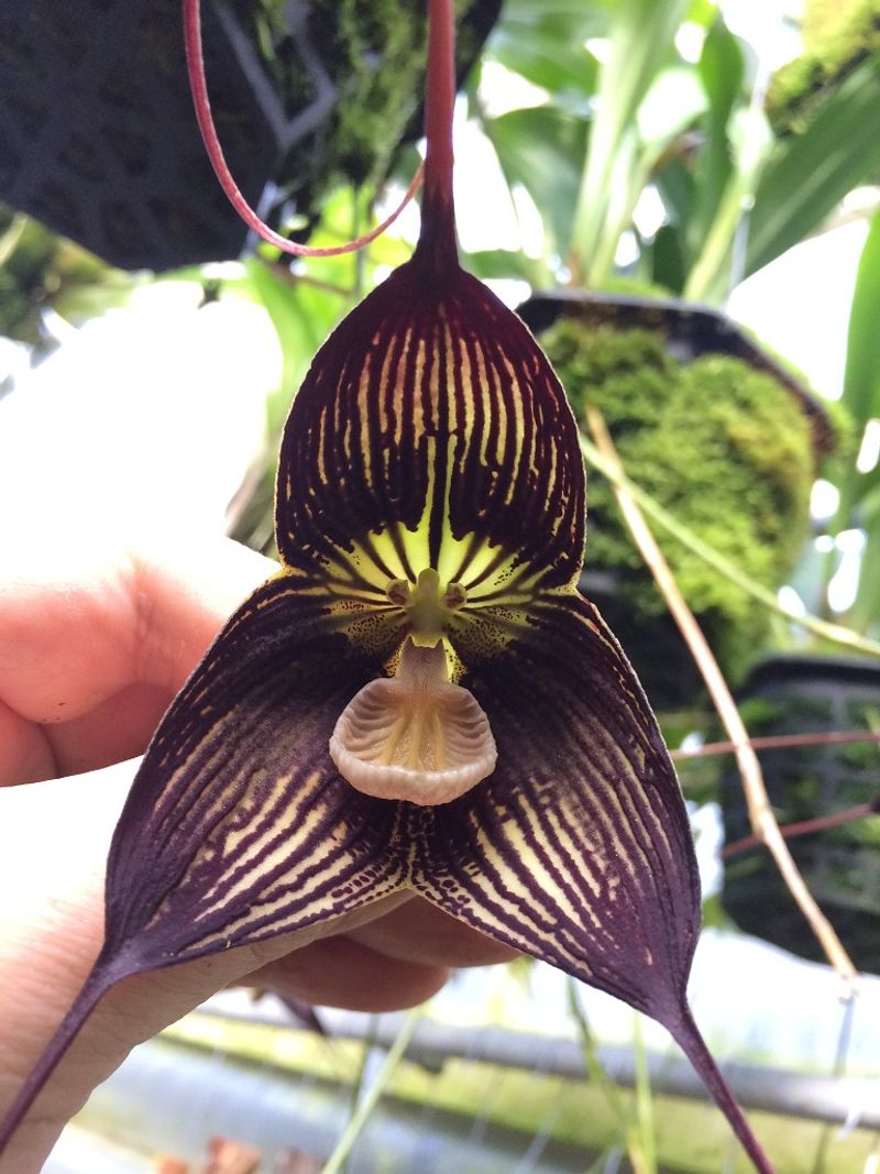 Dracula Orchid