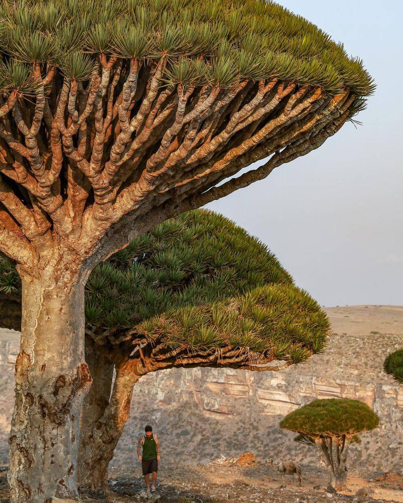 Dragon's Blood Tree