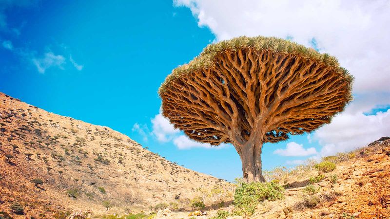 Dragon's Blood Tree