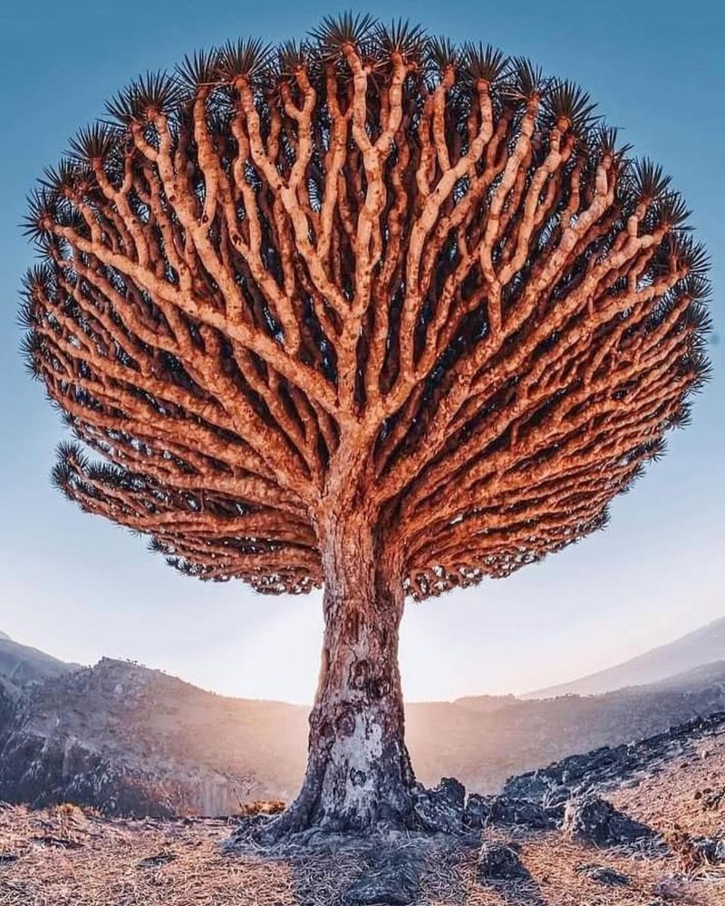 Dragon Blood Tree