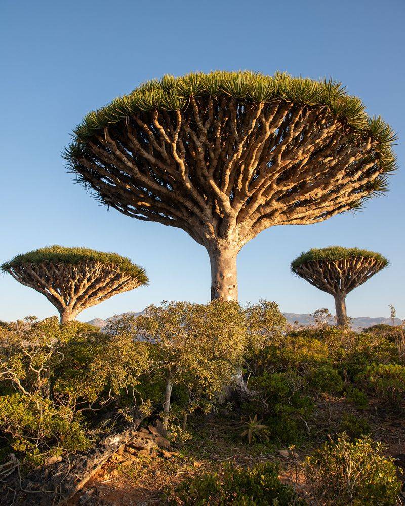 Dragon's Blood Tree