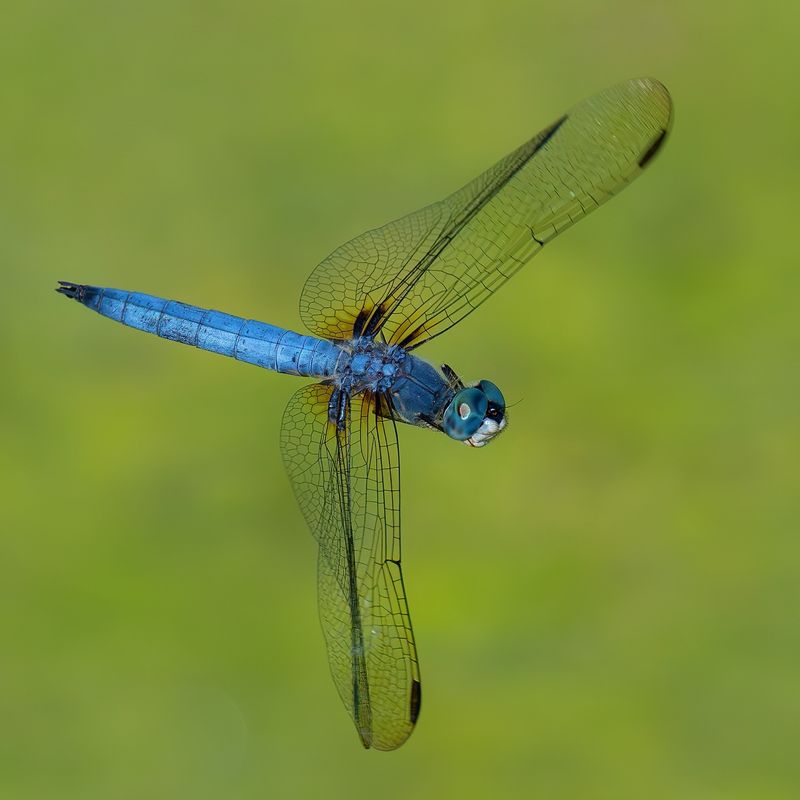 Dragonfly