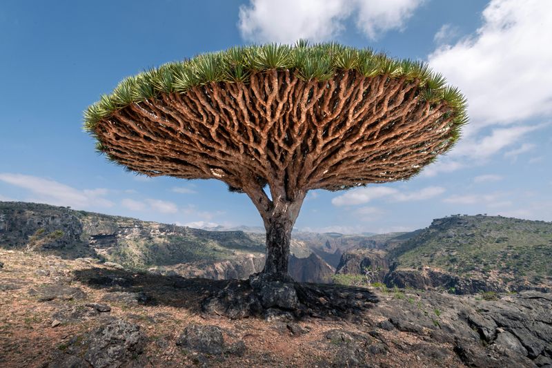 Dragon’s Blood Tree