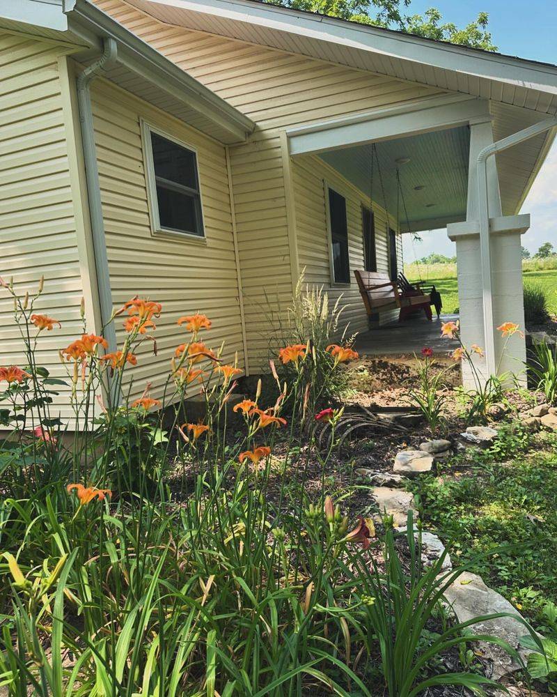 Dramatic Daylilies