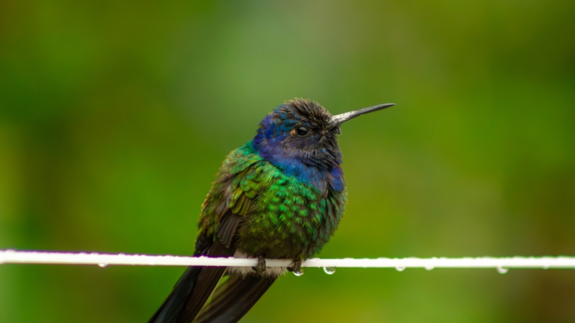 Dress Up Your Fence With A Trailing Red-Flowering Vine Hummingbirds Love