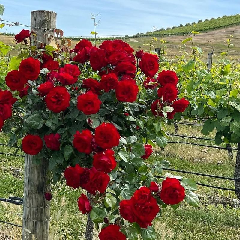 Dublin Bay Climbing Rose