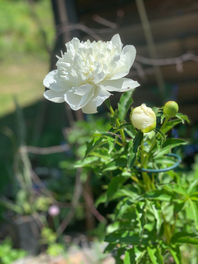 Duchesse de Nemours Peony