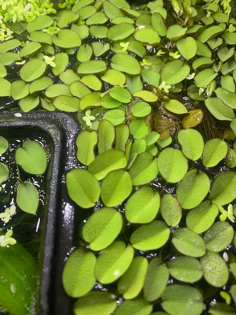 Duckweed