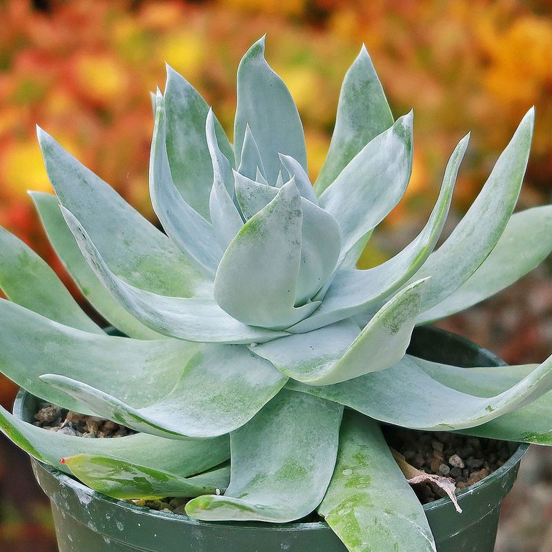 Dudleya Brittonii