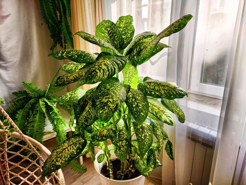 Dumb Cane