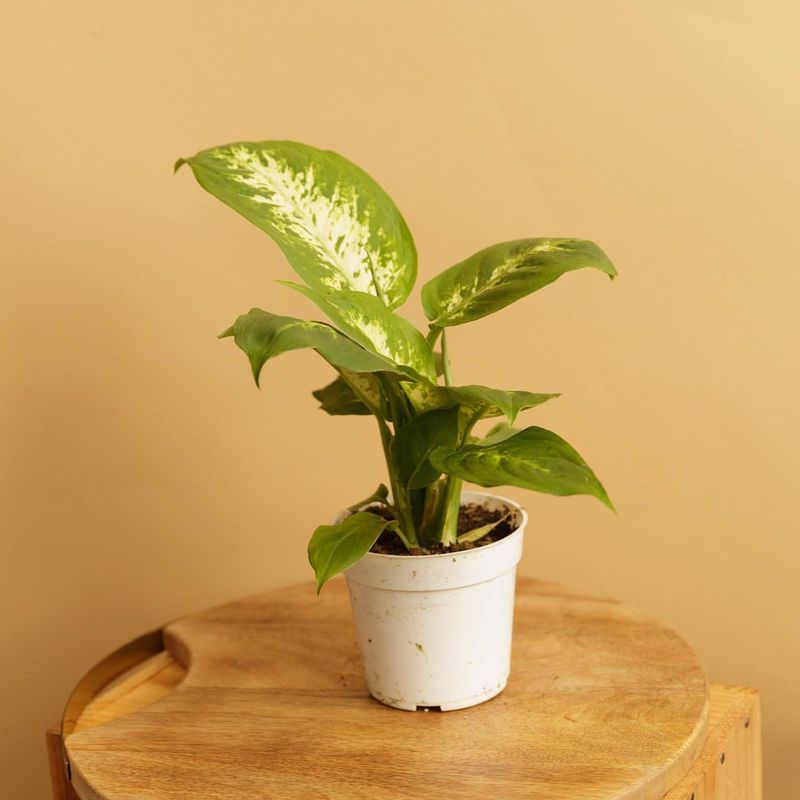 Dumb Cane