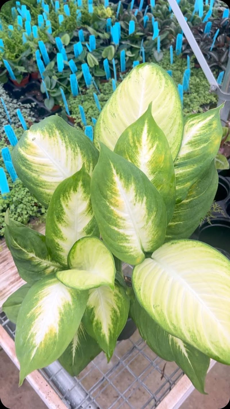 Dumb Cane