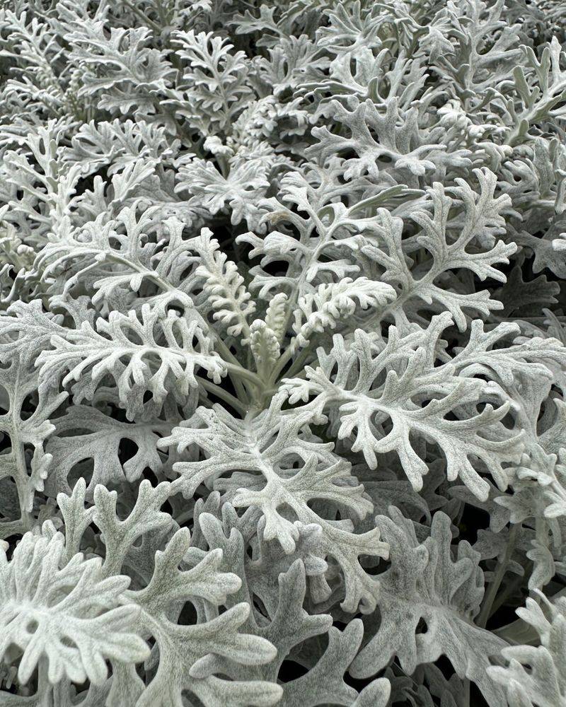 Dusty Miller