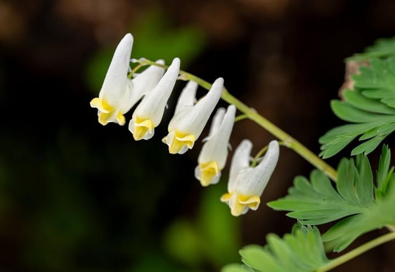 Dutchman's Breeches