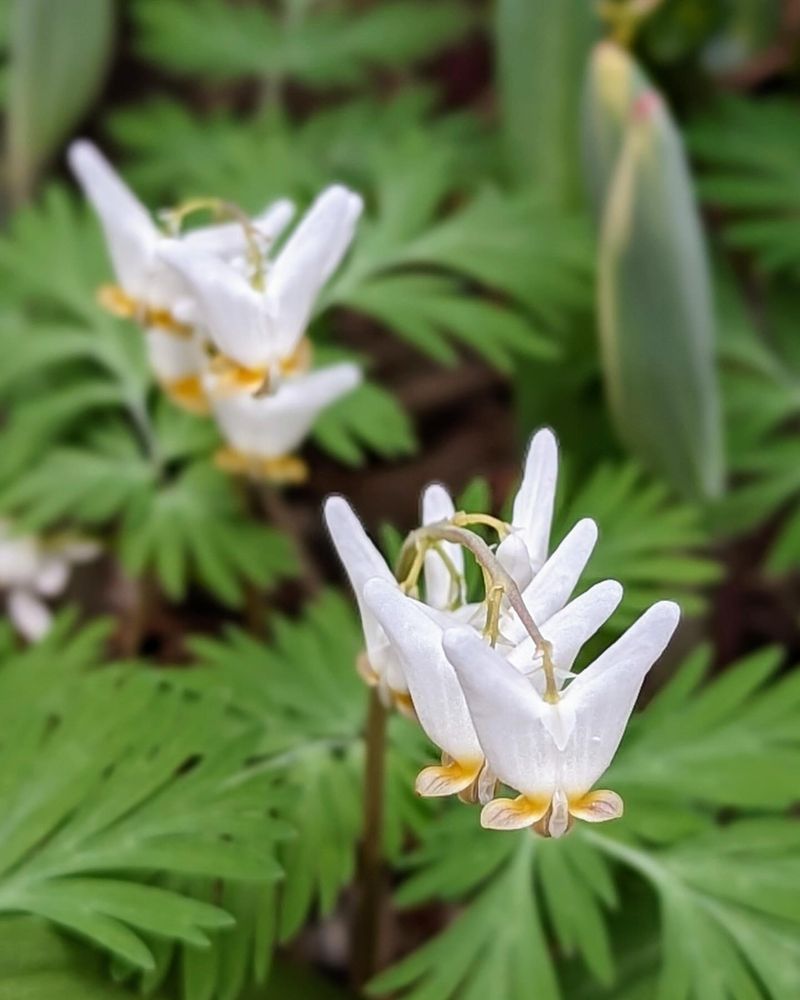 Dutchman's Breeches