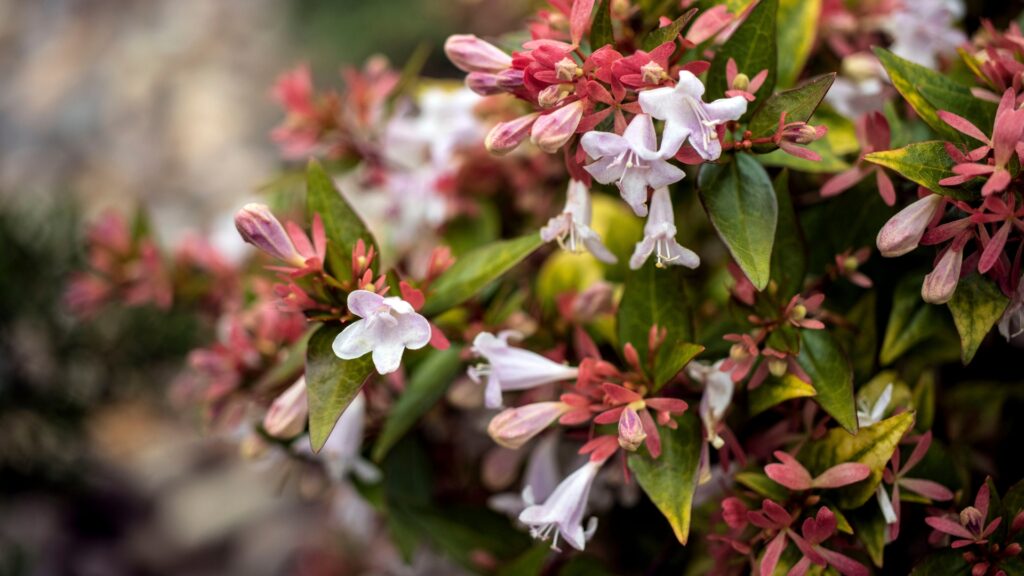 Dwarf Abelia
