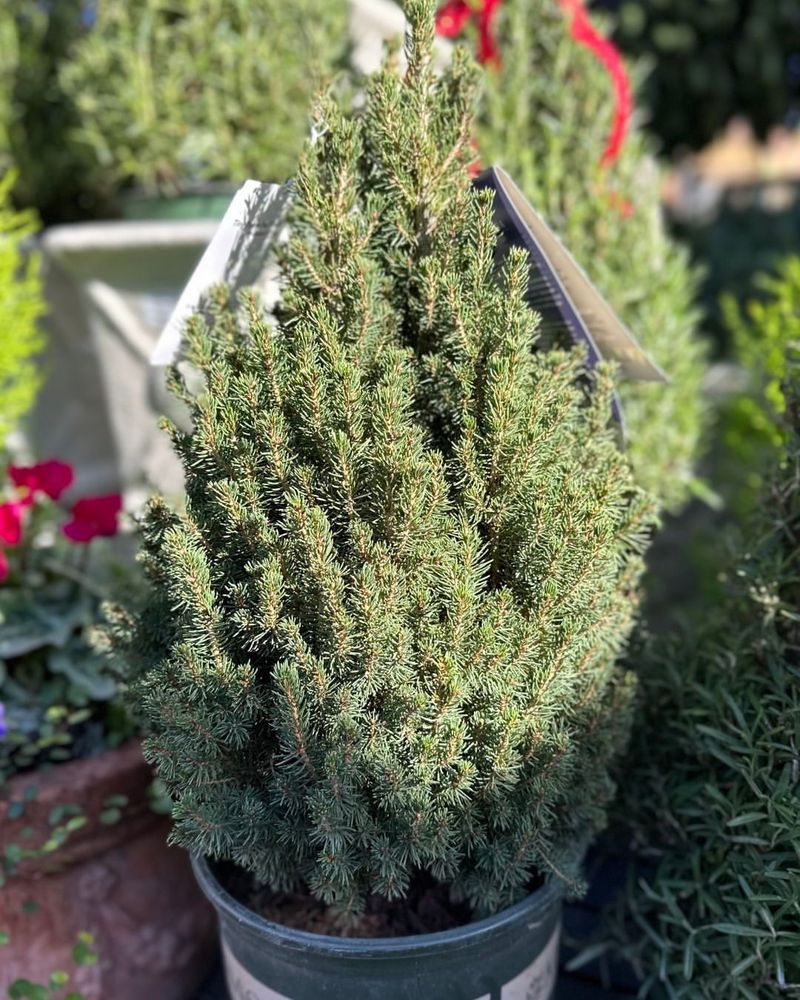 Dwarf Alberta Spruce