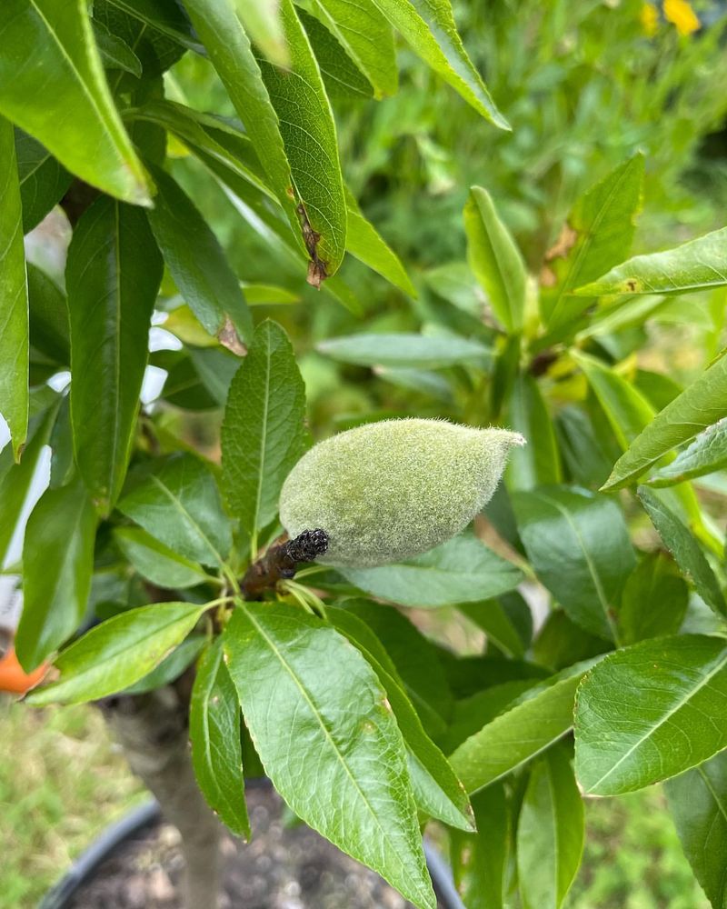 Dwarf Almond Tree